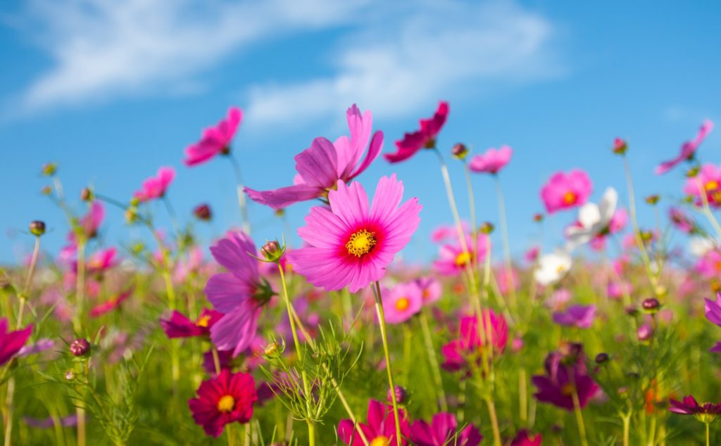 pink cosmos against blue sky