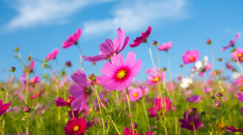 pink cosmos against blue sky